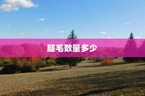 腿毛数量多少