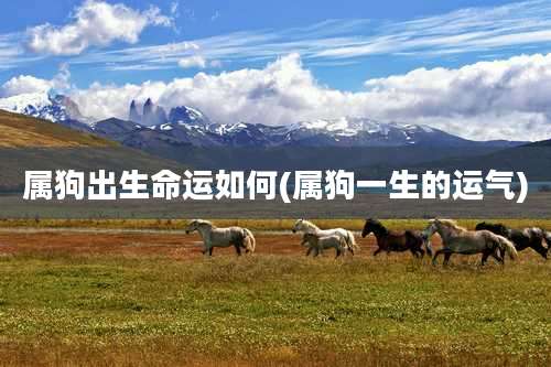 属狗出生命运如何(属狗一生的运气)