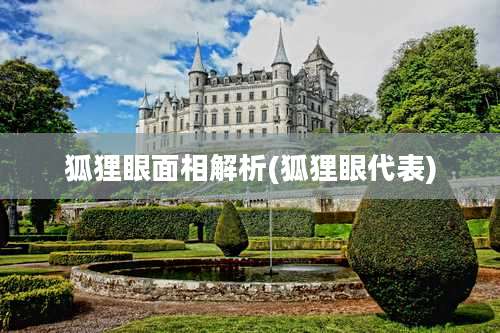 狐狸眼面相解析(狐狸眼代表)