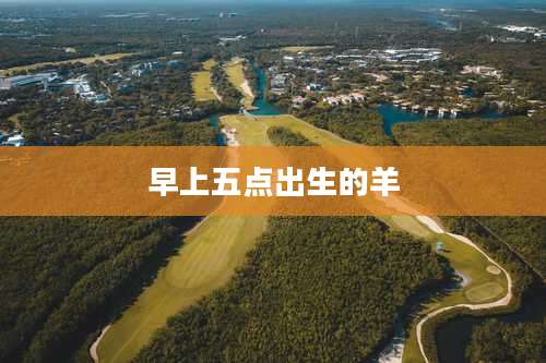 早上五点出生的羊