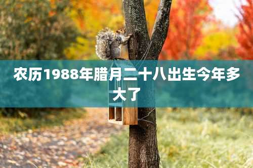 农历1988年腊月二十八出生今年多大了