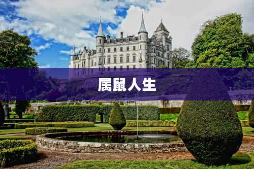 属鼠人生