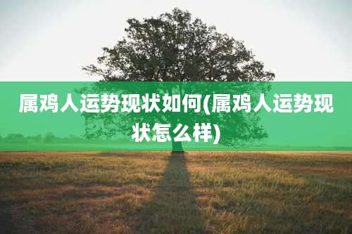 属鸡人运势现状如何(属鸡人运势现状怎么样)