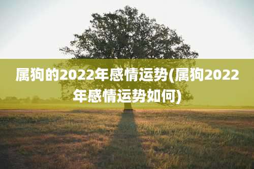 属狗的2022年感情运势(属狗2022年感情运势如何)