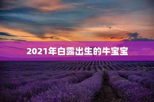 2021年白露出生的牛宝宝