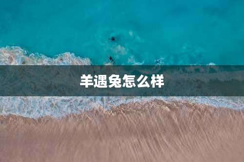 羊遇兔怎么样