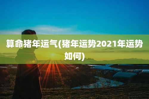 算命猪年运气(猪年运势2021年运势如何)