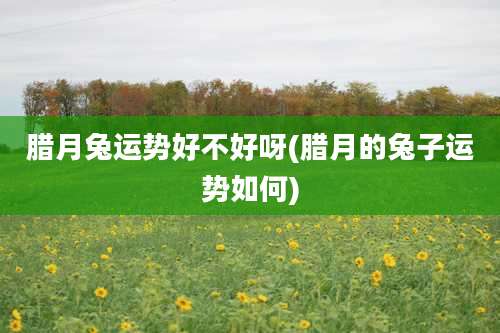 腊月兔运势好不好呀(腊月的兔子运势如何)