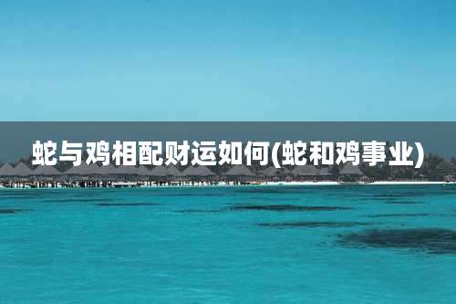 蛇与鸡相配财运如何(蛇和鸡事业)