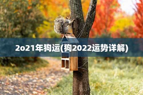 2o21年狗运(狗2022运势详解)