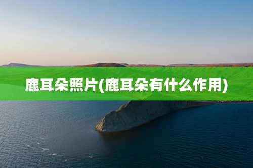 鹿耳朵照片(鹿耳朵有什么作用)