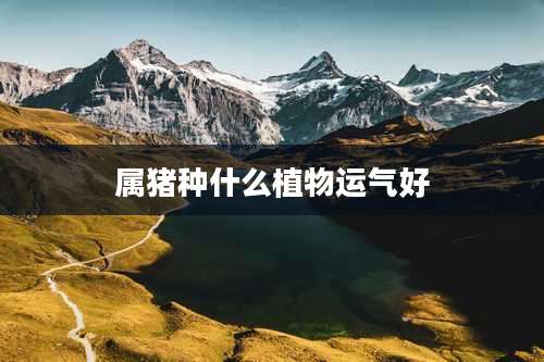 属猪种什么植物运气好