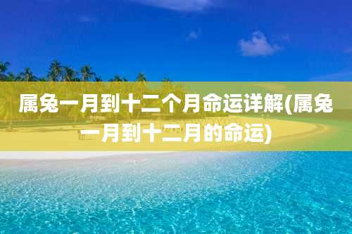 属兔一月到十二个月命运详解(属兔一月到十二月的命运)