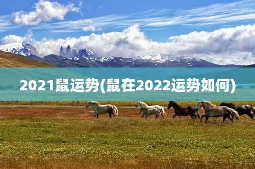 2021鼠运势(鼠在2022运势如何)