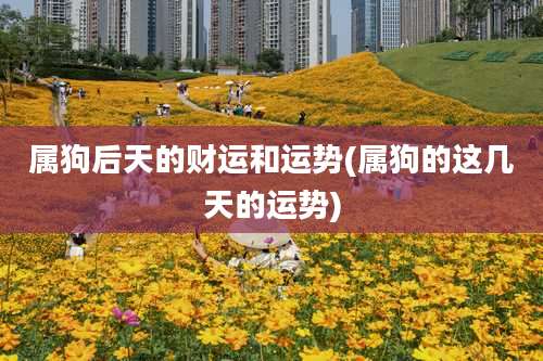 属狗后天的财运和运势(属狗的这几天的运势)