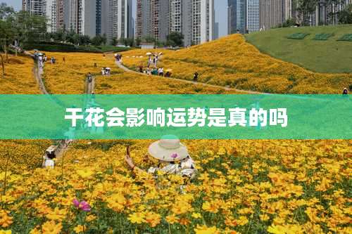 干花会影响运势是真的吗