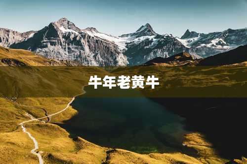 牛年老黄牛