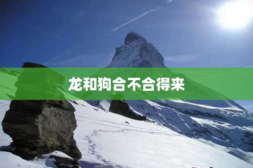 龙和狗合不合得来