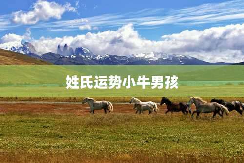 姓氏运势小牛男孩