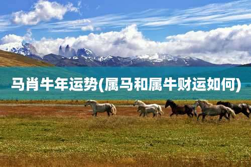 马肖牛年运势(属马和属牛财运如何)