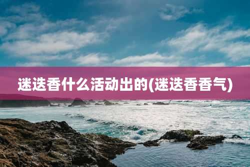 迷迭香什么活动出的(迷迭香香气)