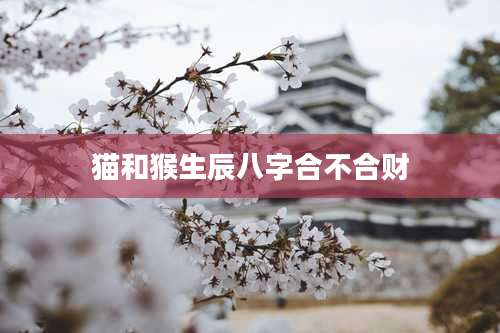 猫和猴生辰八字合不合财