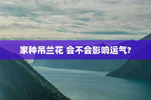 家种吊兰花 会不会影响运气?