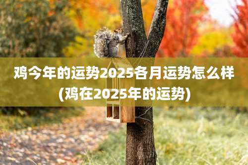 鸡今年的运势2025各月运势怎么样(鸡在2025年的运势)
