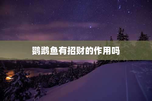鹦鹉鱼有招财的作用吗