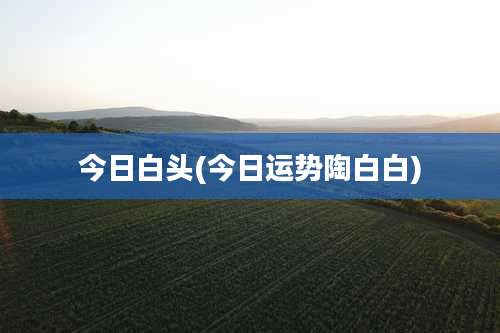 今日白头(今日运势陶白白)