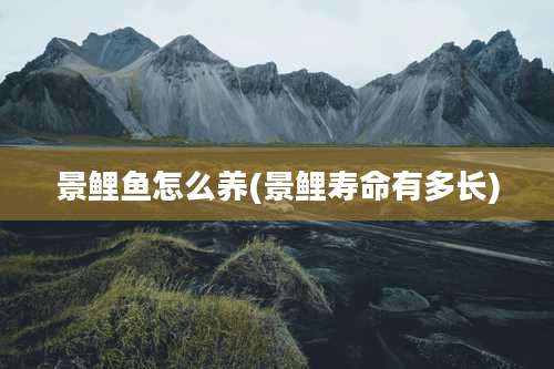 景鲤鱼怎么养(景鲤寿命有多长)