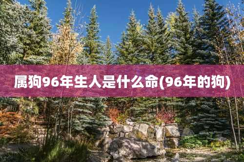 属狗96年生人是什么命(96年的狗)