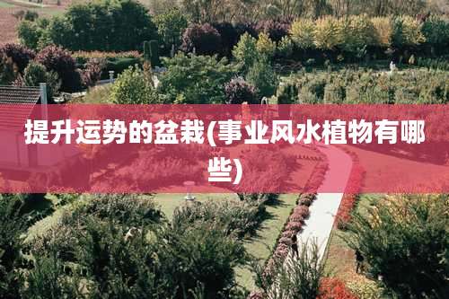 提升运势的盆栽(事业风水植物有哪些)