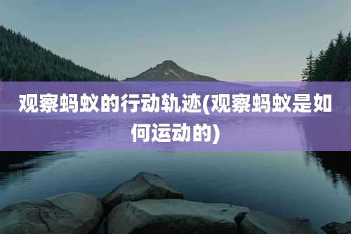 观察蚂蚁的行动轨迹(观察蚂蚁是如何运动的)