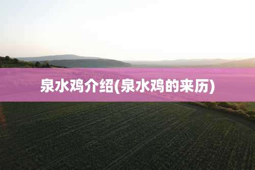 泉水鸡介绍(泉水鸡的来历)