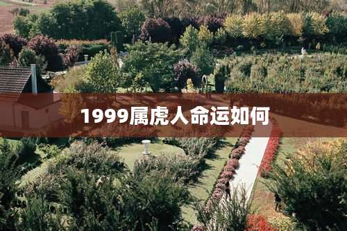 1999属虎人命运如何