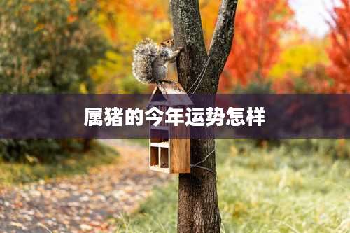 属猪的今年运势怎样