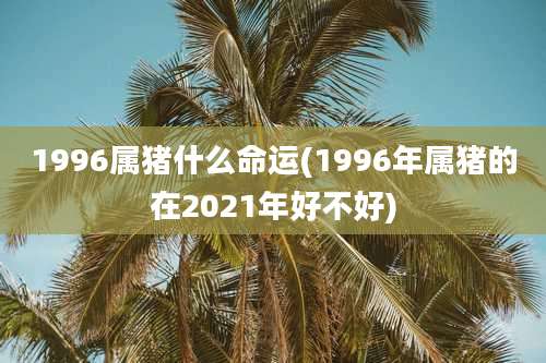 1996属猪什么命运(1996年属猪的在2021年好不好)