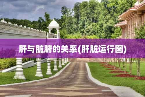 肝与脏腑的关系(肝脏运行图)