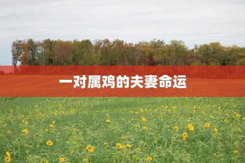 一对属鸡的夫妻命运
