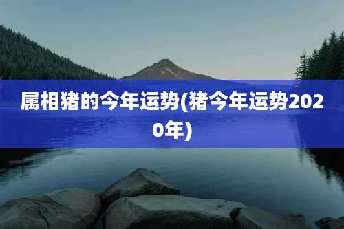 属相猪的今年运势(猪今年运势2020年)
