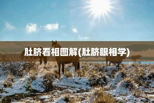 肚脐看相图解(肚脐眼相学)