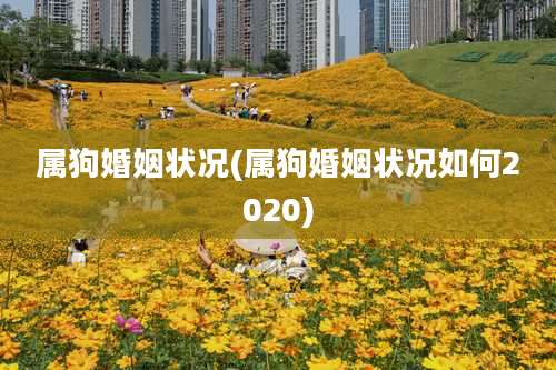 属狗婚姻状况(属狗婚姻状况如何2020)