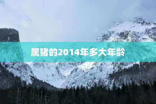 属猪的2014年多大年龄